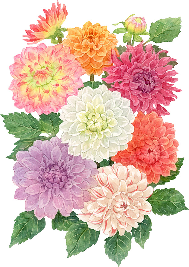 水彩で描いた色とりどりのダリアのイラスト