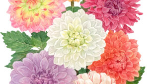 ダリアのイラスト紹介ページのサムネイル画像