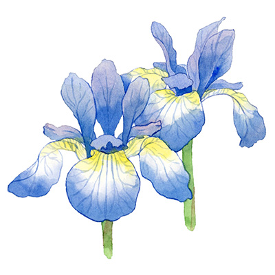 アヤメの水彩イラスト