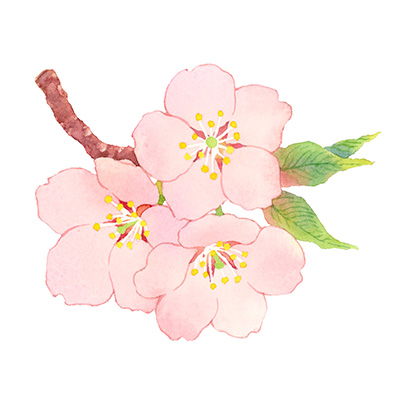 桜の水彩イラスト