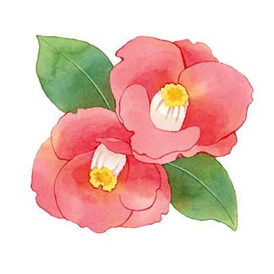 椿の水彩イラスト
