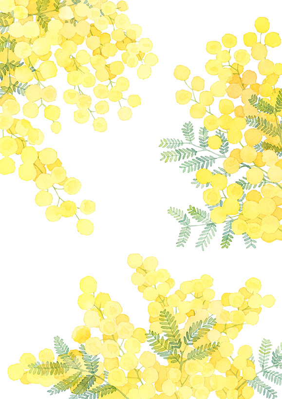 水彩で描いたミモザのイラスト