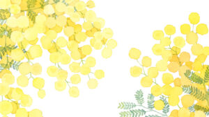 ミモザのイラスト紹介ページのサムネイル