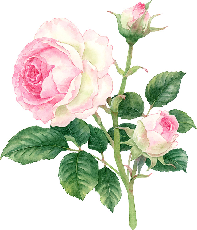 水彩で描いたピンクのバラのイラスト