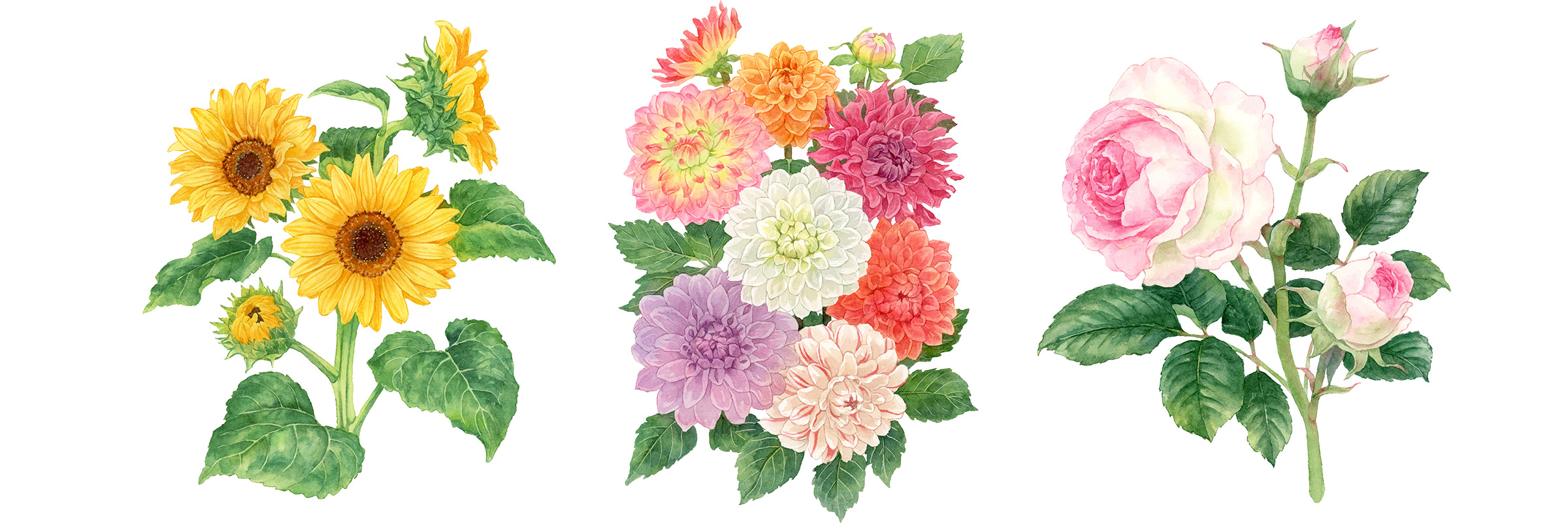 スライド４　花の水彩イラスト