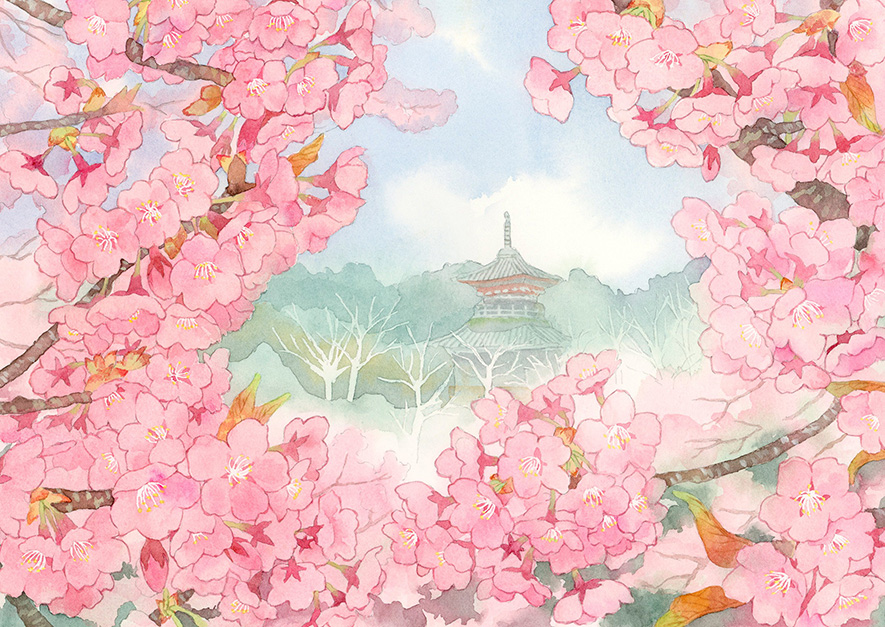 華納経用の蜂須賀桜の水彩画