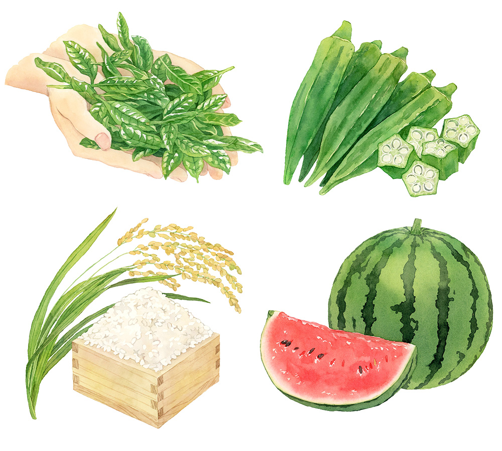 カレンダーのイラスト。茶葉、オクラ、米、スイカ。